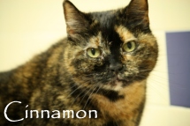 Cinnamon (tort)1